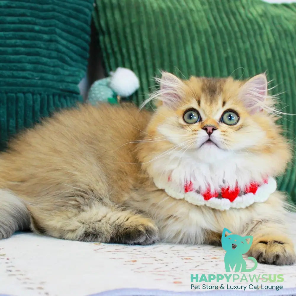 Kasper Munchkin male chocolate golden ticked tabby - live animals