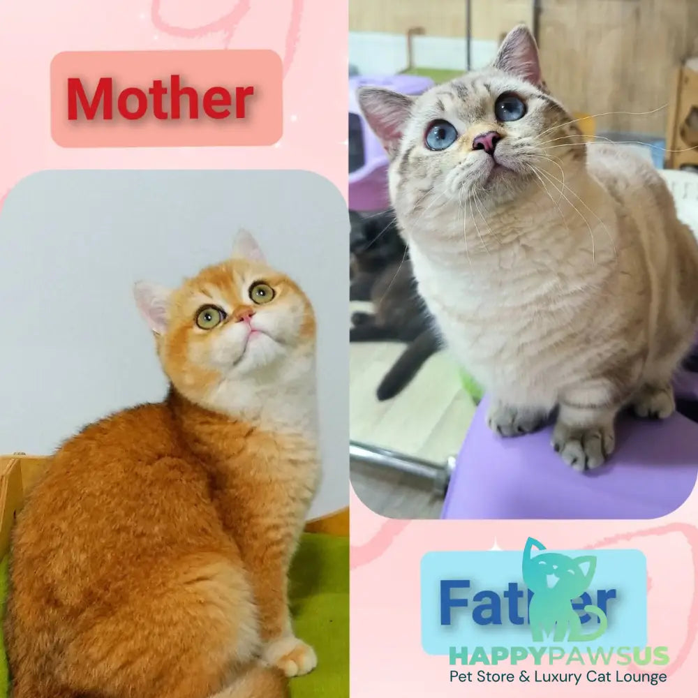 Kasper Munchkin male chocolate golden ticked tabby - live animals