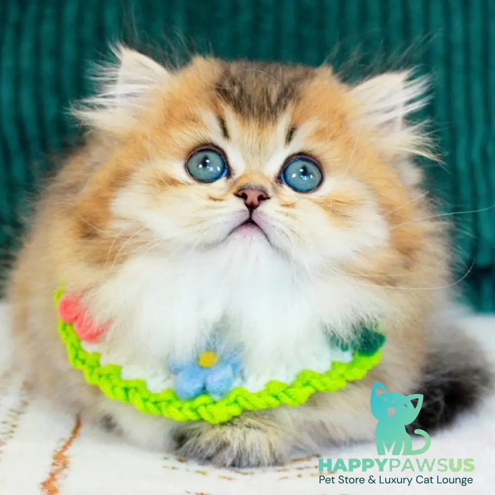Kasper Munchkin male chocolate golden ticked tabby - live animals
