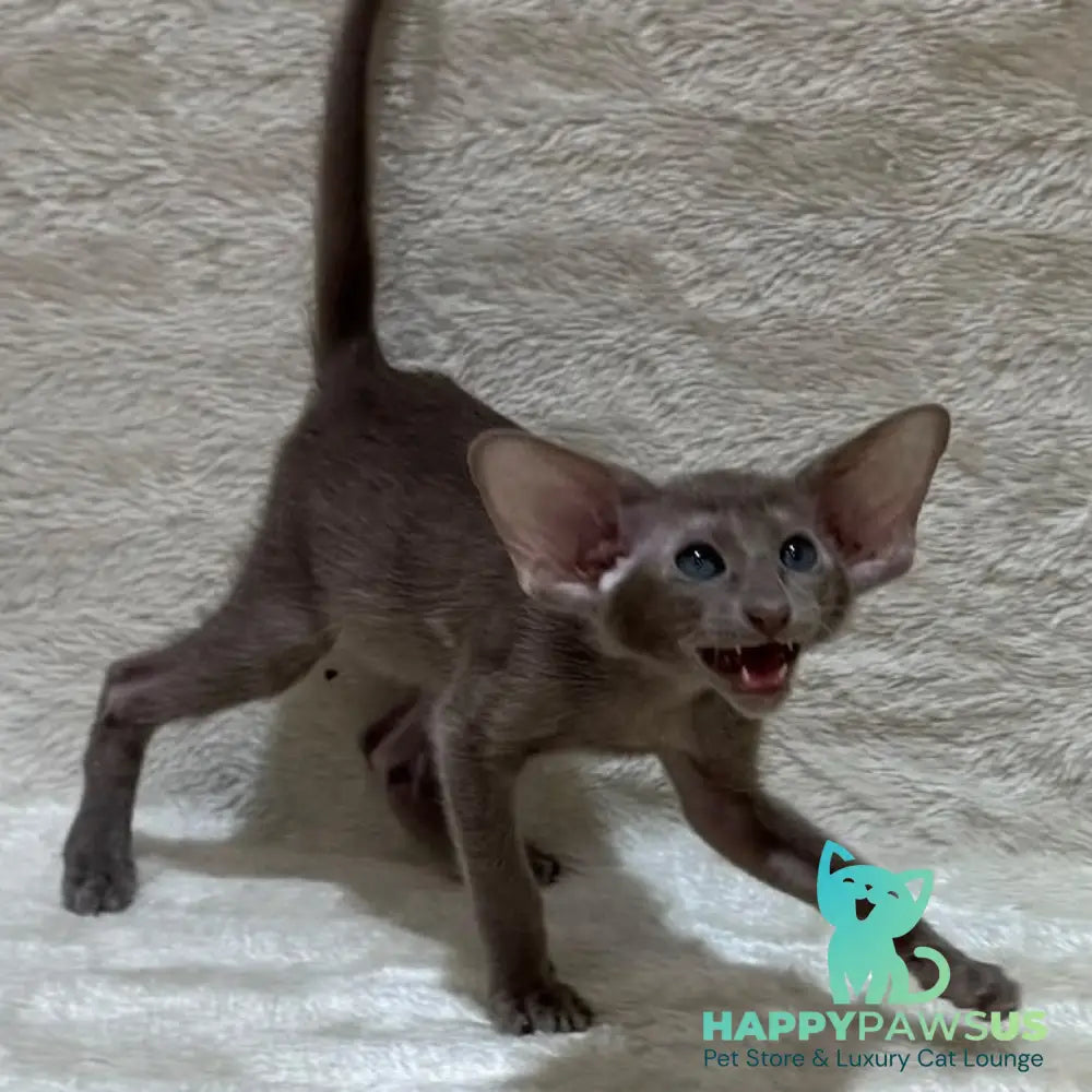 Kasper Oriental Shorthair male lilac - live animals