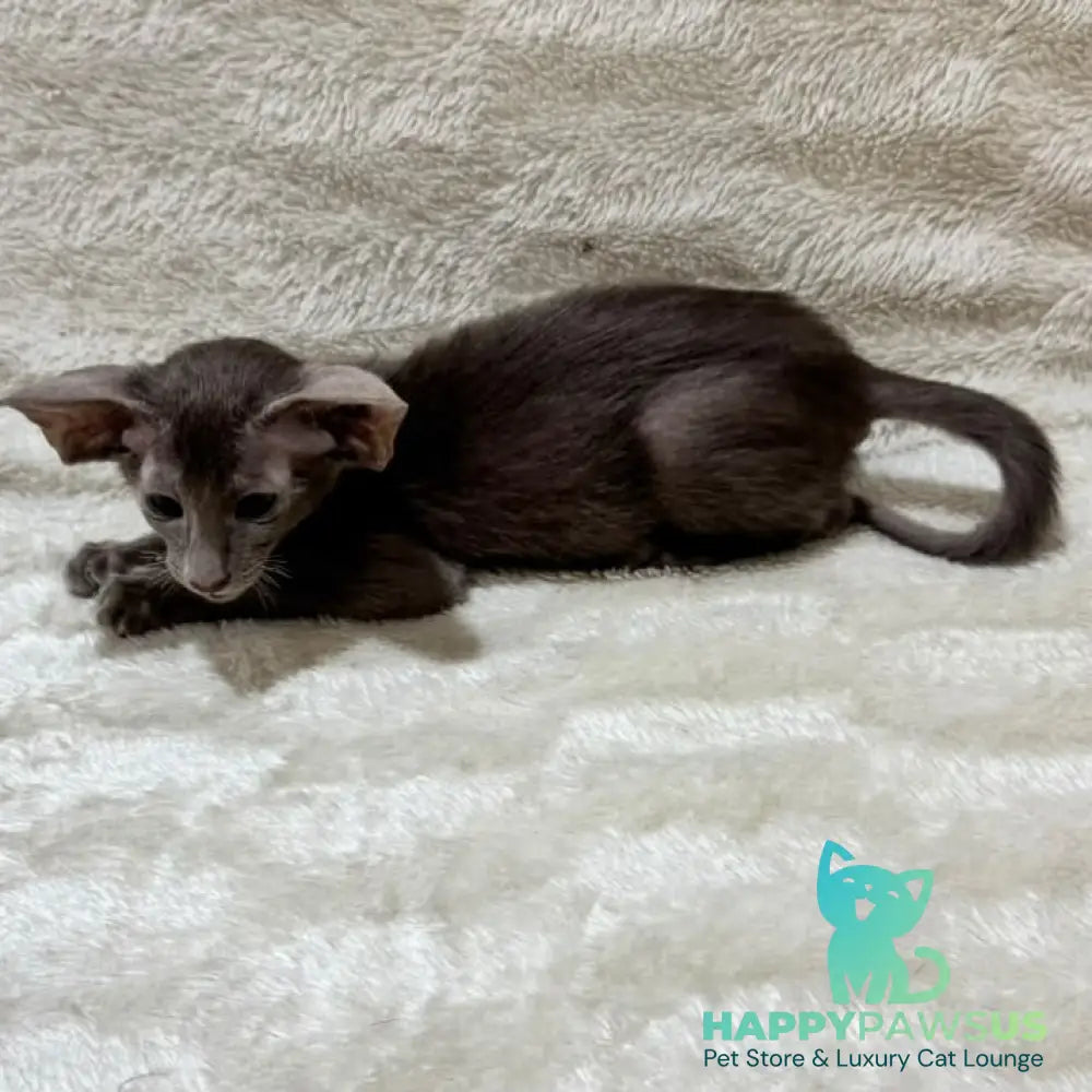 Kasper Oriental Shorthair male lilac - live animals