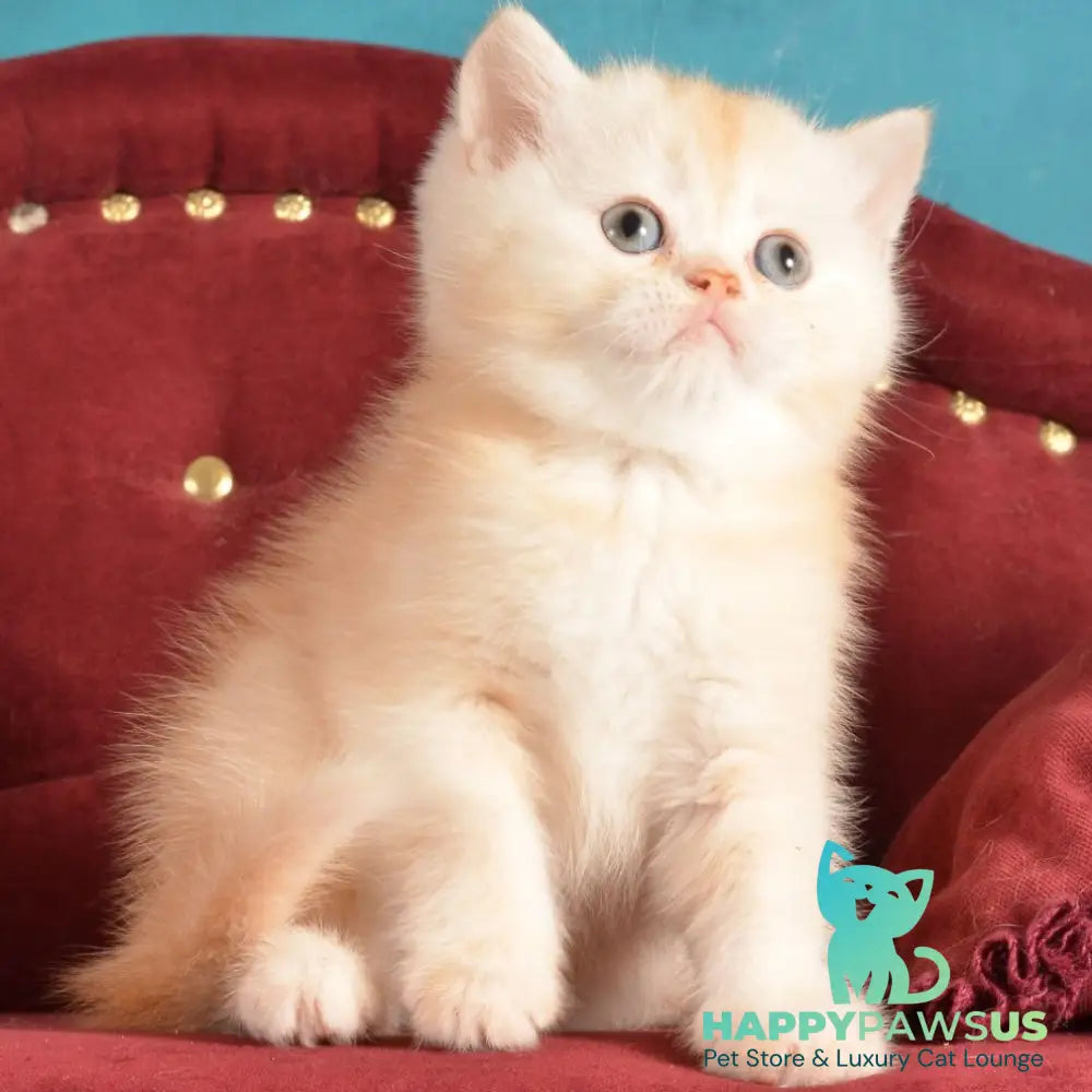 Kasper Scottish Straight male red golden shaded - live animals
