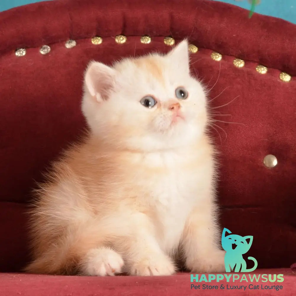 Kasper Scottish Straight male red golden shaded - live animals