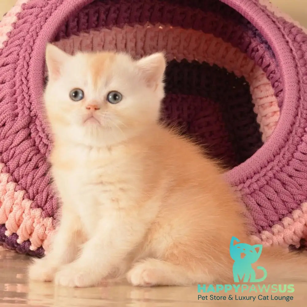 Kasper Scottish Straight male red golden shaded - live animals