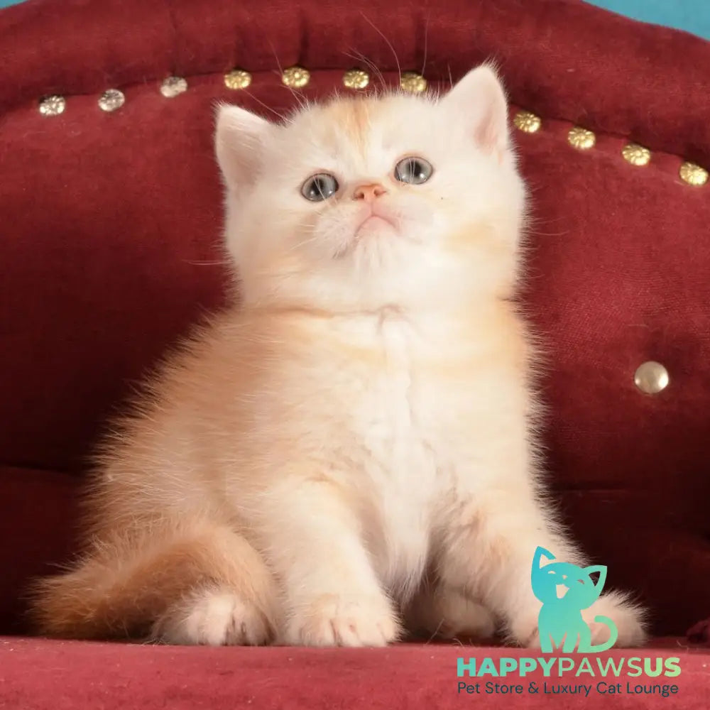 Kasper Scottish Straight male red golden shaded - live animals