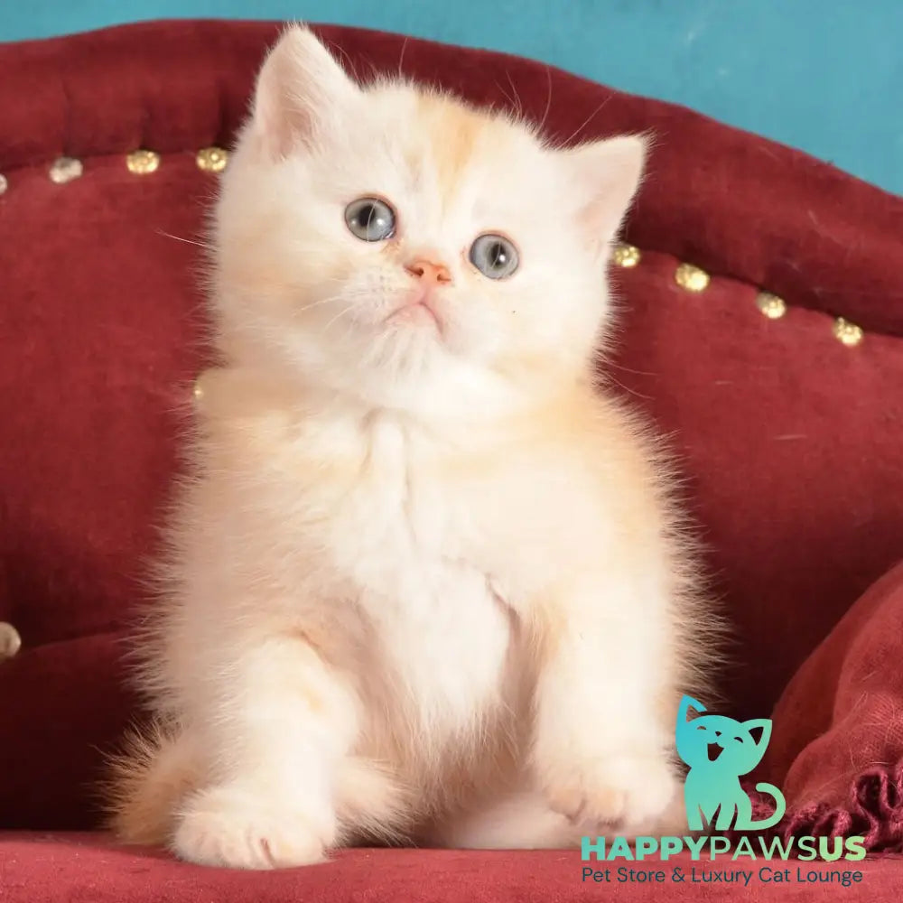 Kasper Scottish Straight male red golden shaded - live animals