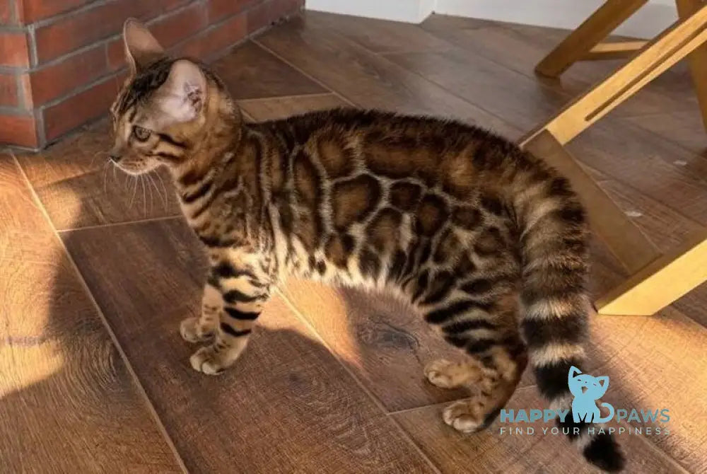 Kassandra Bengal female black spotted tabby live animals