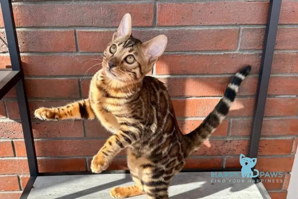 Kassandra Bengal female black spotted tabby live animals
