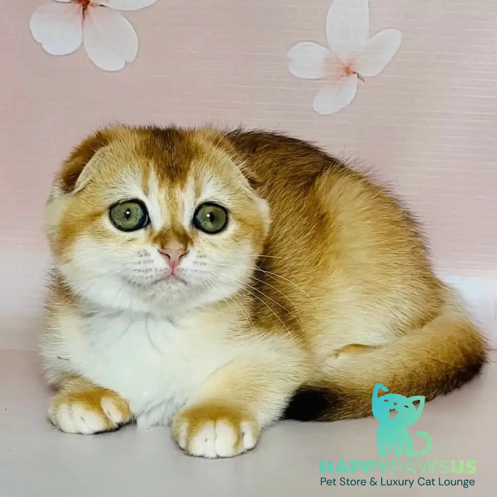 Kassioperia Scottish Fold female black golden chinchilla - live animals