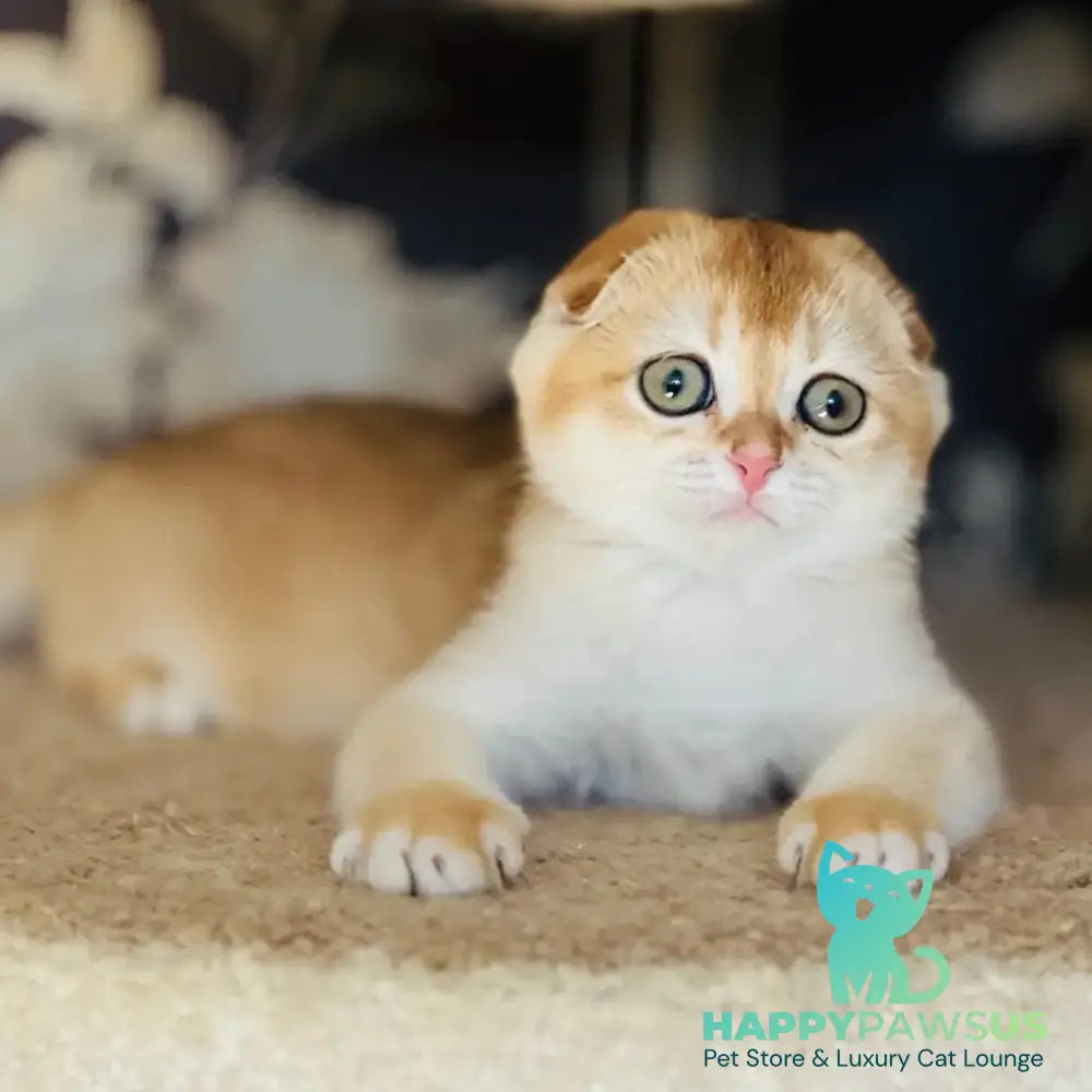 Kassioperia Scottish Fold female black golden chinchilla - live animals