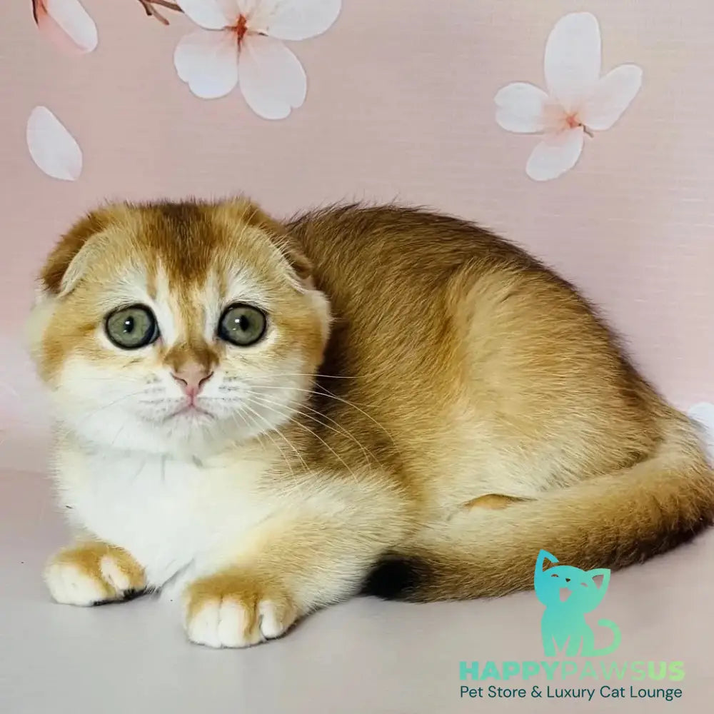 Kassioperia Scottish Fold female black golden chinchilla - live animals