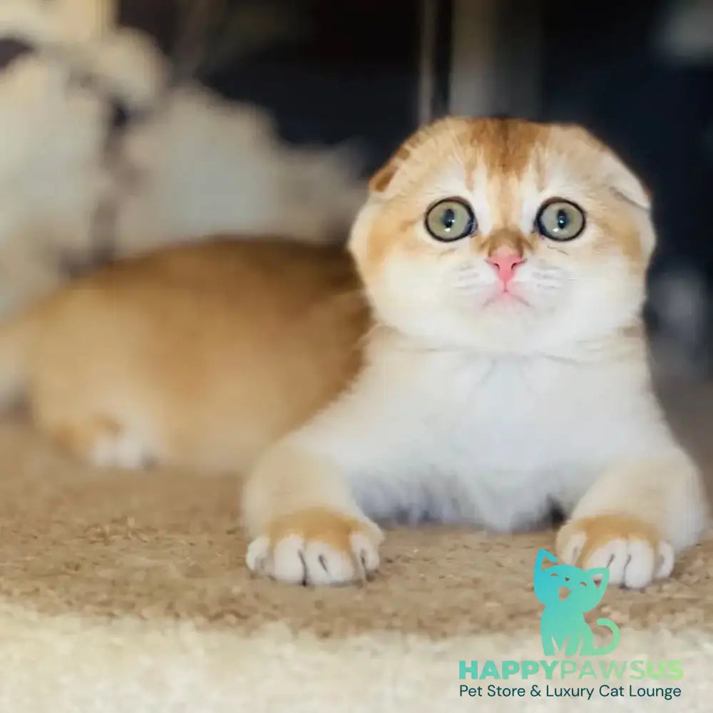 Kassioperia Scottish Fold female black golden chinchilla - live animals