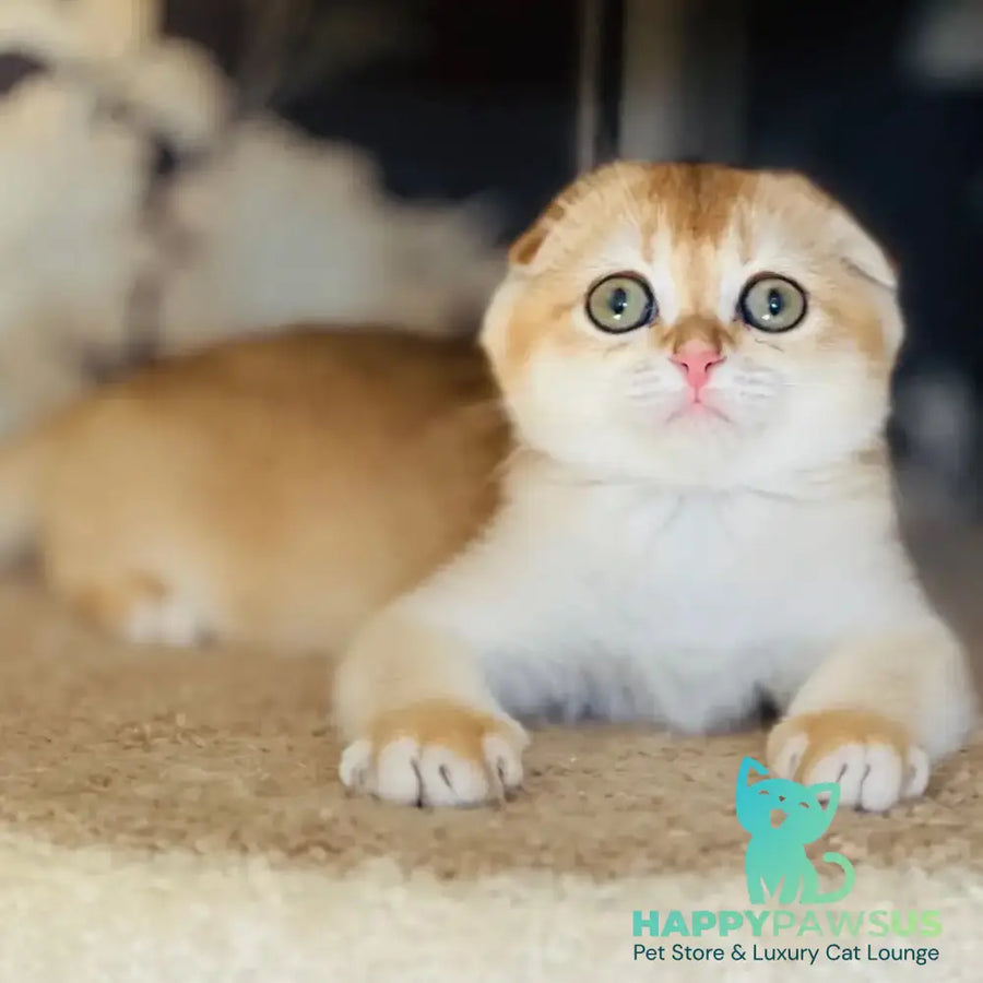 Kassioperia Scottish Fold female black golden chinchilla - live animals