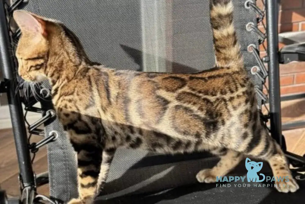 Katalina Bengal female black spotted tabby live animals