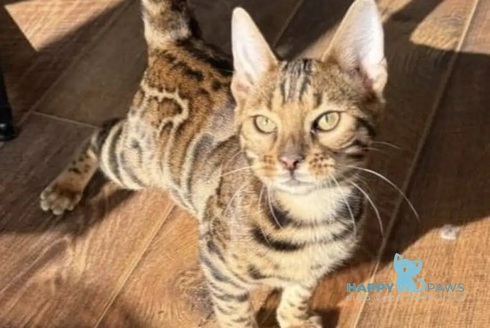 Katalina Bengal female black spotted tabby live animals