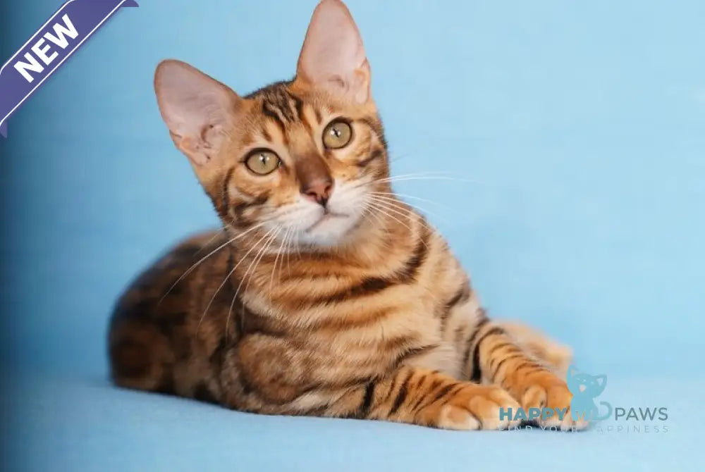Katarina Bengal female black spotted tabby live animals
