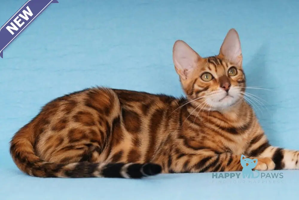 Katarina Bengal female black spotted tabby live animals