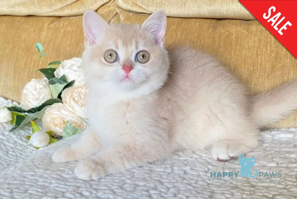 Kate British Shorthair female lilac golden shaded live animals
