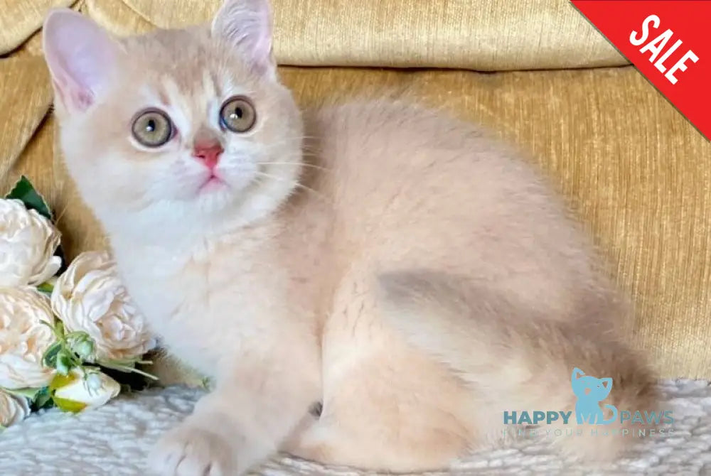 Kate British Shorthair female lilac golden shaded live animals
