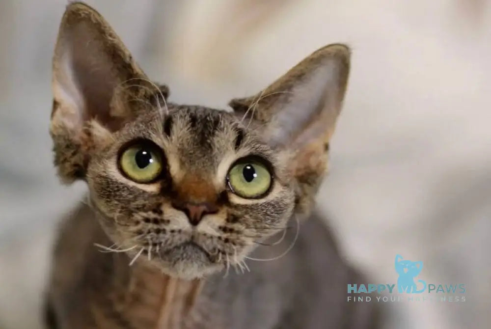 Kate Devon Rex female black spotted tabby live animals