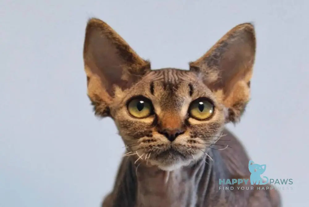 Kate Devon Rex female black spotted tabby live animals