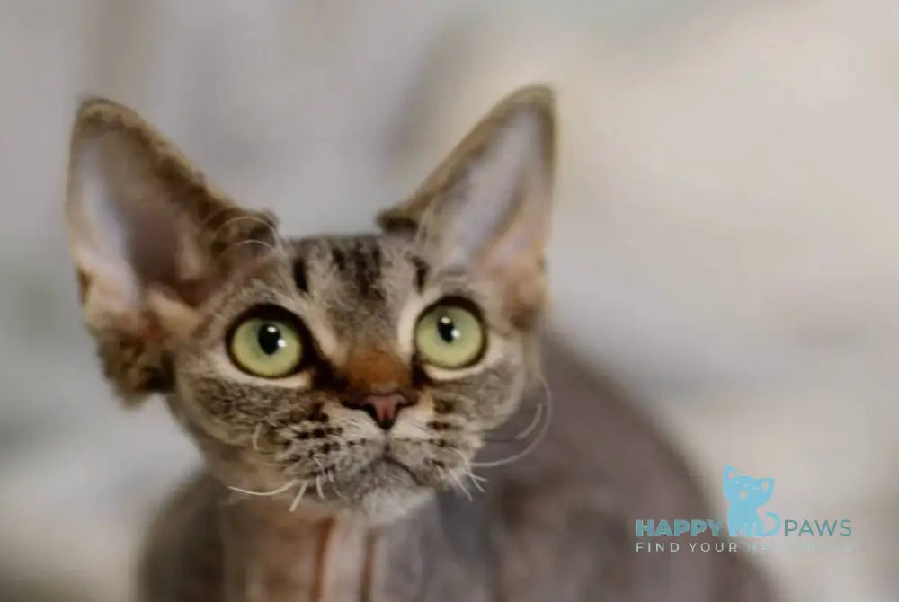 Kate Devon Rex female black spotted tabby live animals