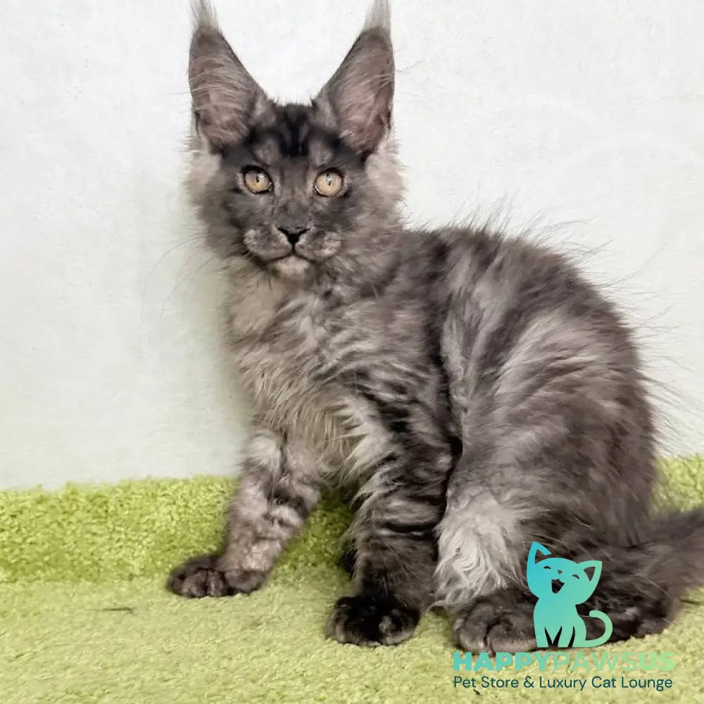 Katherine Maine Coon female black silver - live animals