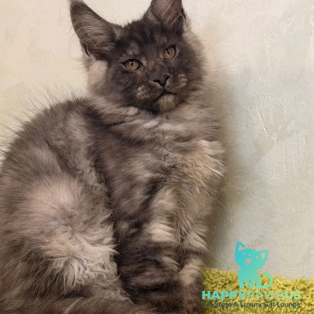Katherine Maine Coon female black silver - live animals