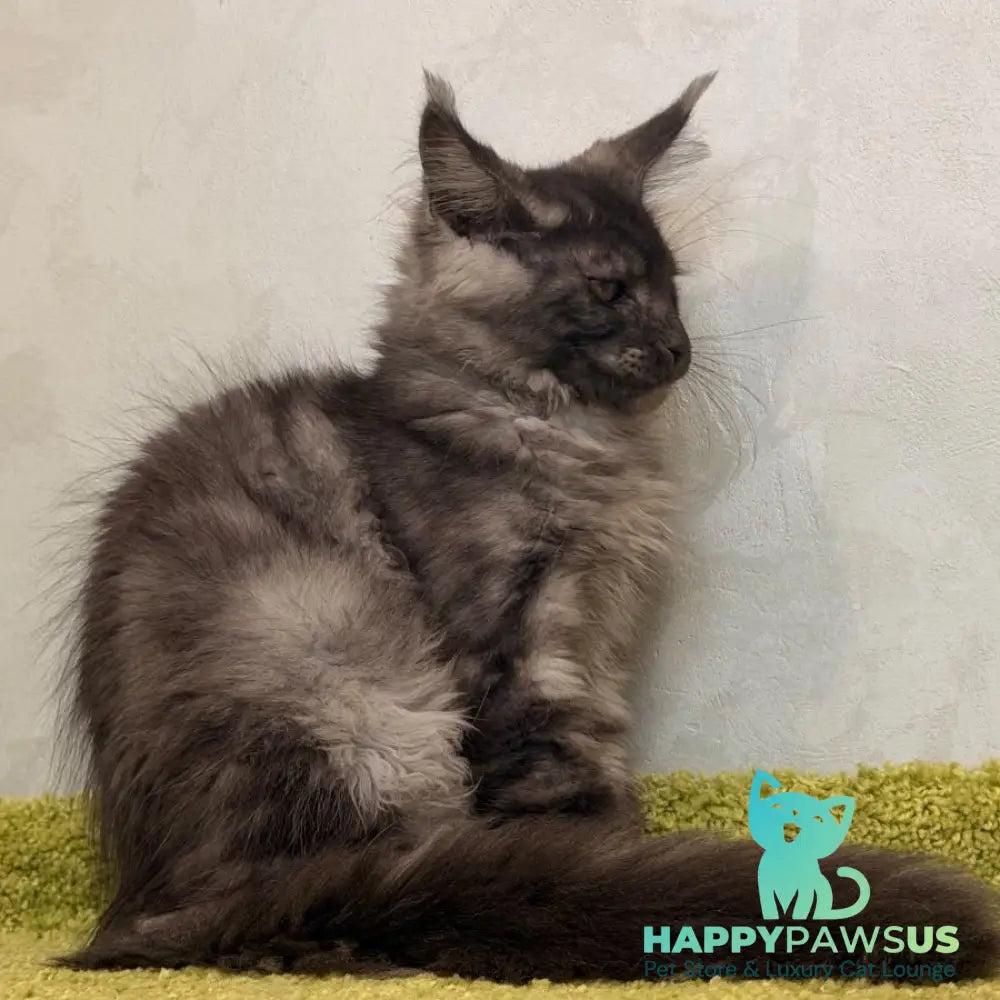Katherine Maine Coon female black silver - live animals