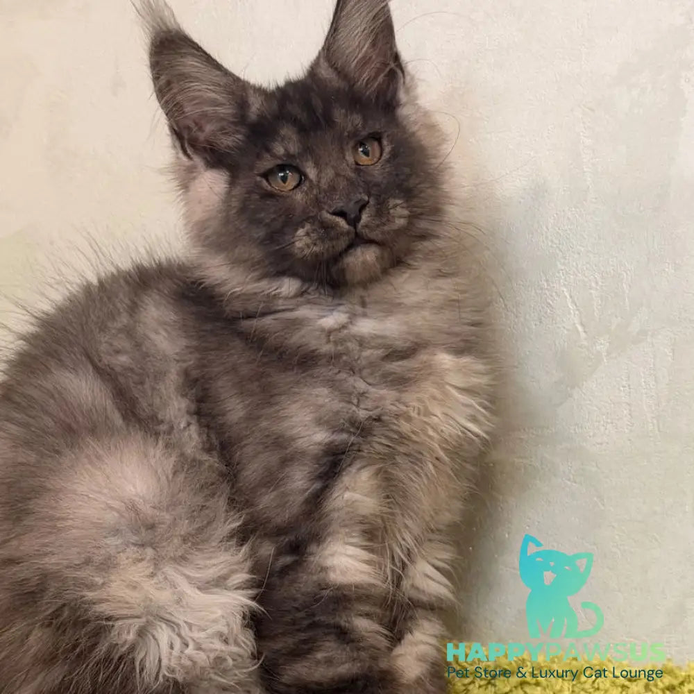 Katherine Maine Coon female black silver - live animals