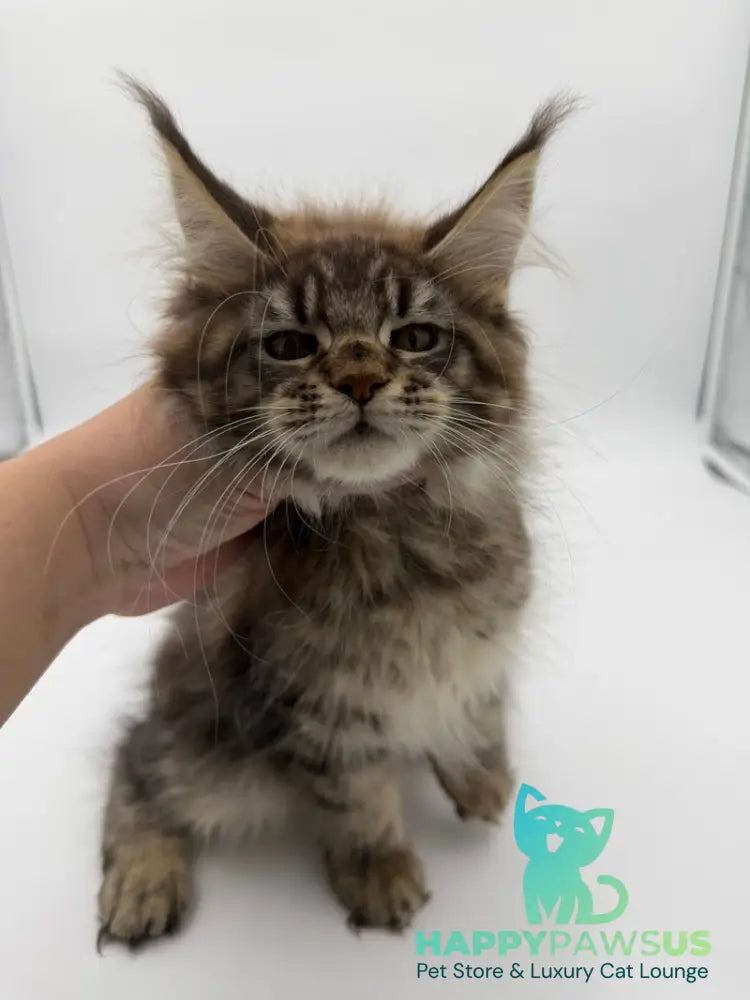 Katran Maine Coon male black tabby - live animals