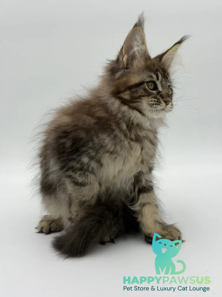 Katran Maine Coon male black tabby - live animals
