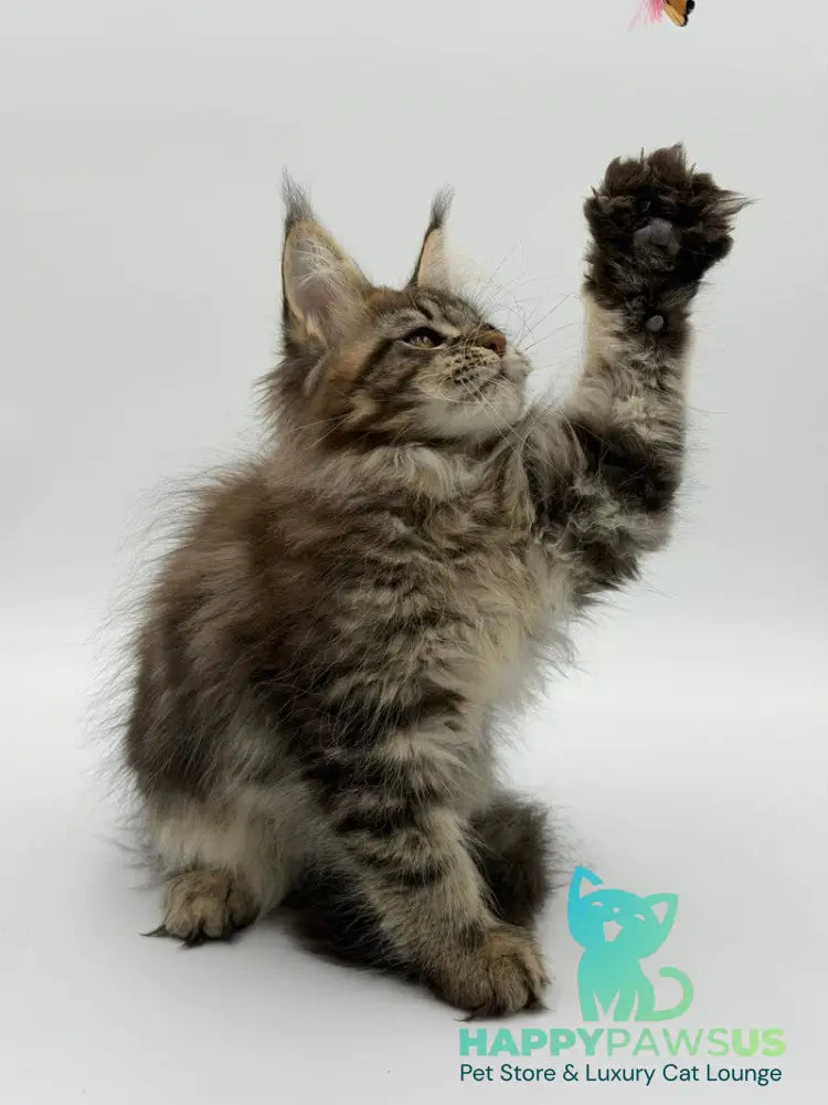 Katran Maine Coon male black tabby - live animals
