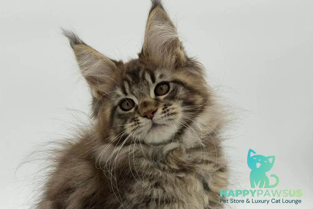 Katran Maine Coon male black tabby - live animals