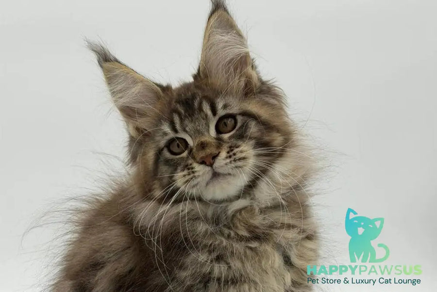 Katran Maine Coon male black tabby - live animals