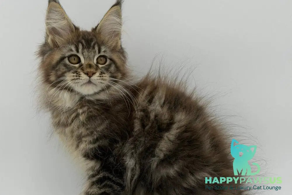 Katran Maine Coon male black tabby - live animals