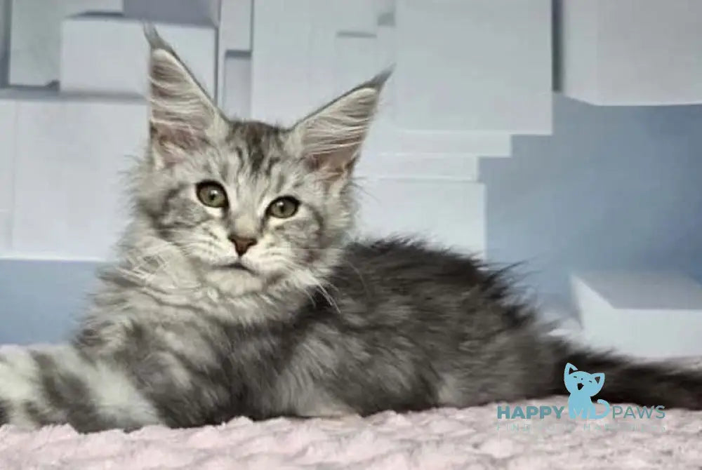Katsura Maine Coon female black silver tabby live animals