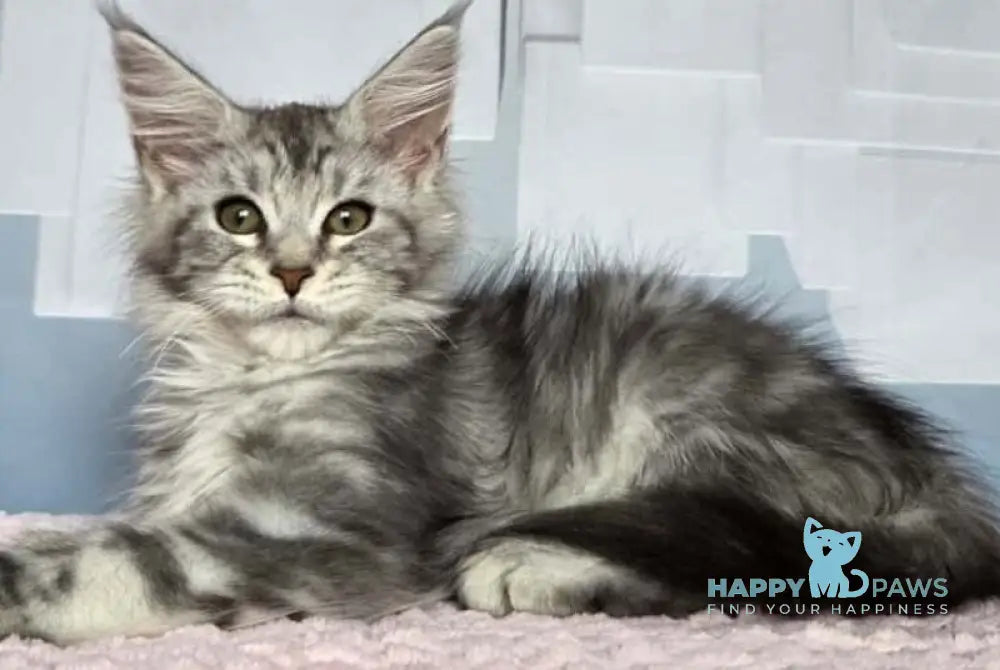 Katsura Maine Coon female black silver tabby live animals