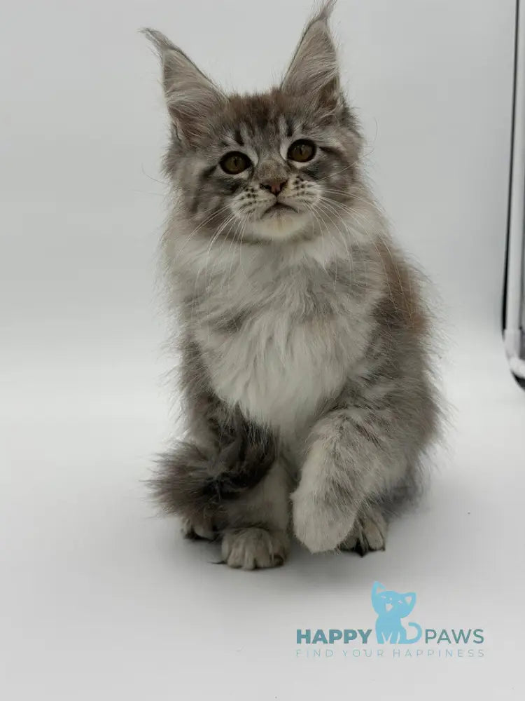 Katu Maine Coon male black silver tabby - live animals
