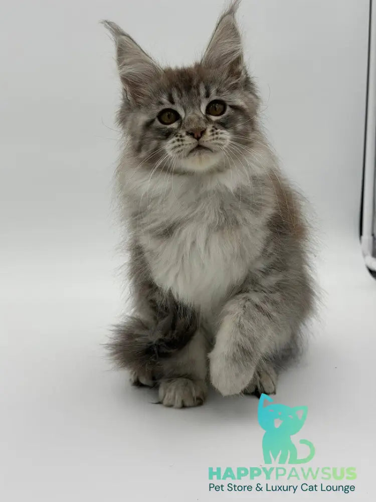 Katu Maine Coon male black silver tabby - live animals