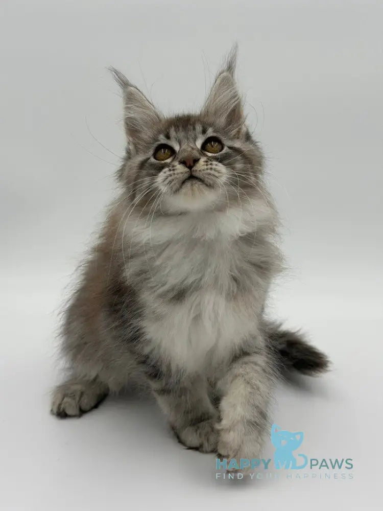 Katu Maine Coon male black silver tabby - live animals