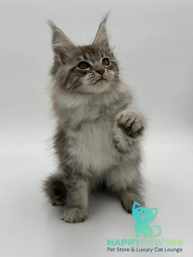 Katu Maine Coon male black silver tabby - live animals