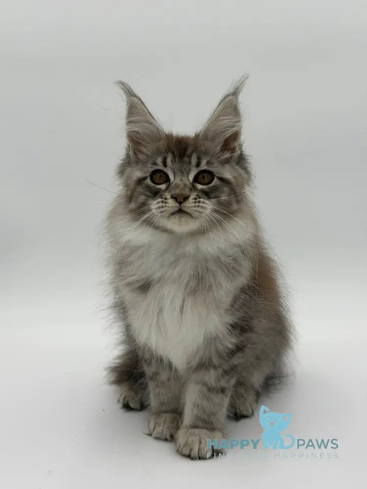 Katu Maine Coon male black silver tabby - live animals