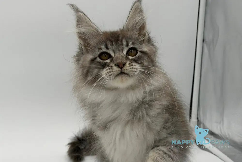 Katu Maine Coon male black silver tabby - live animals