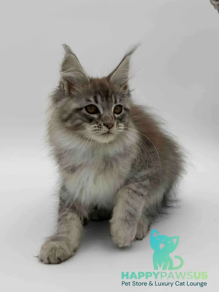 Katu Maine Coon male black silver tabby - live animals