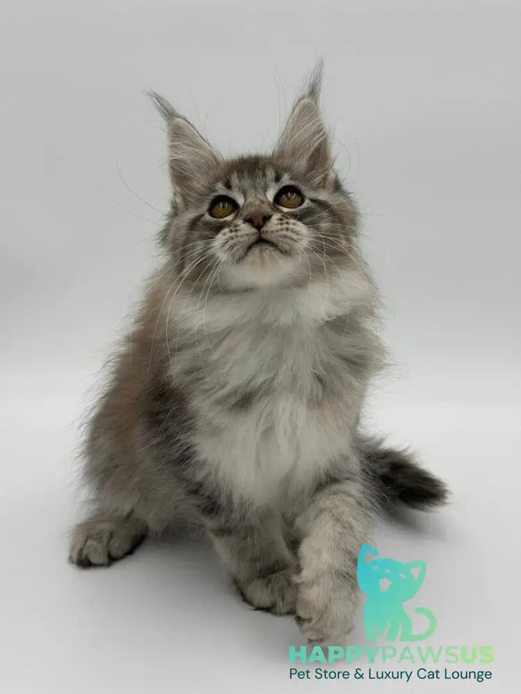 Katu Maine Coon male black silver tabby - live animals