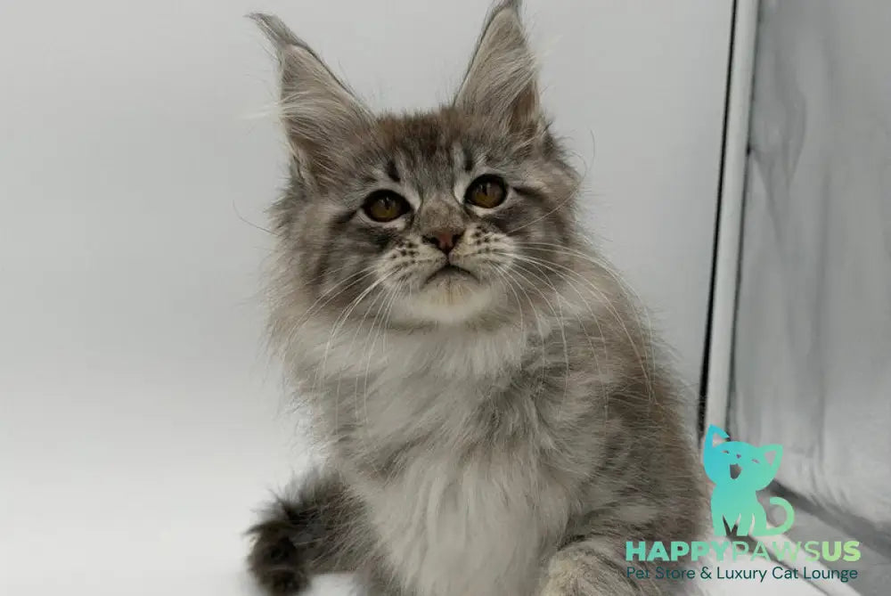 Katu Maine Coon male black silver tabby - live animals