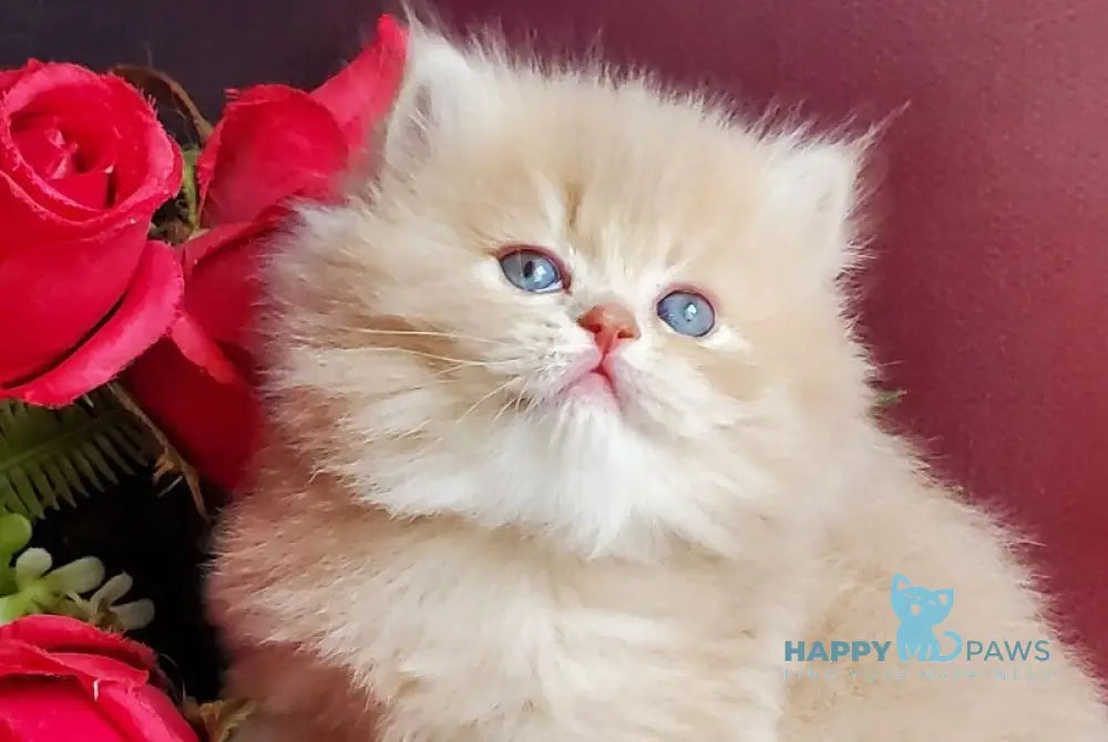 Katya British Longhair female fawn golden shaded live animals