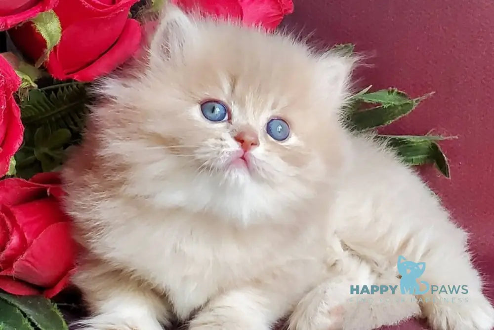 Katya British Longhair female fawn golden shaded live animals