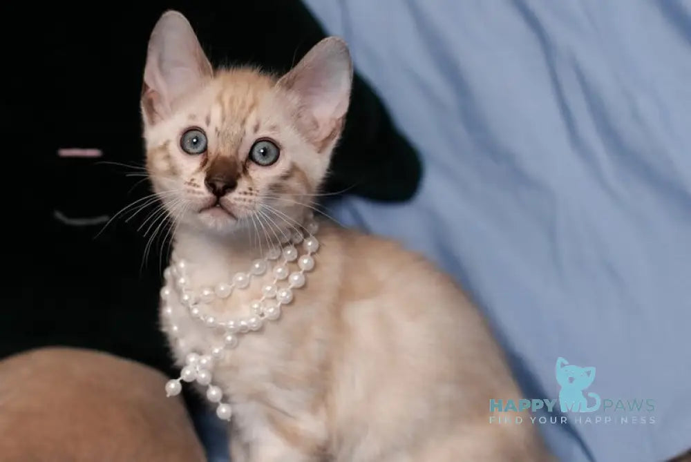 Kaya Bengal female seal lynx pointed live animals